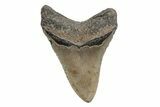 Serrated, Fossil Megalodon Tooth - North Carolina #219968-2